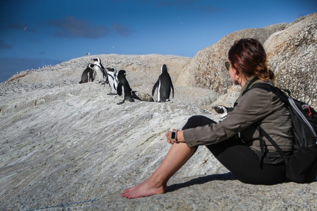 Cape Town Penguins