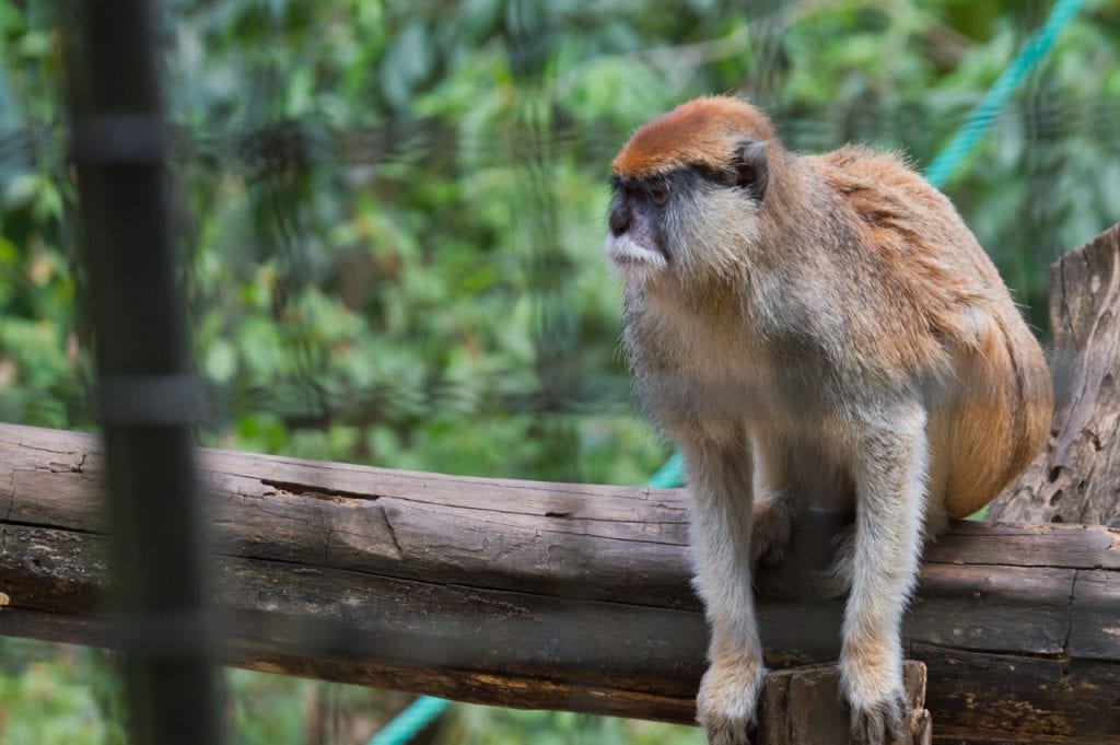 Costa, Rica monkey