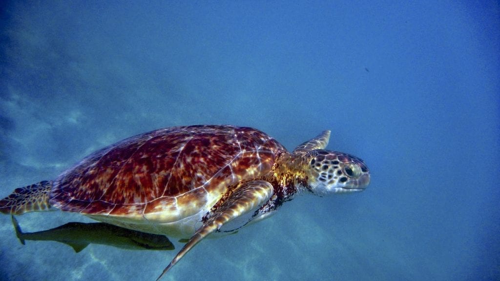 Akumal Mexico Turtles