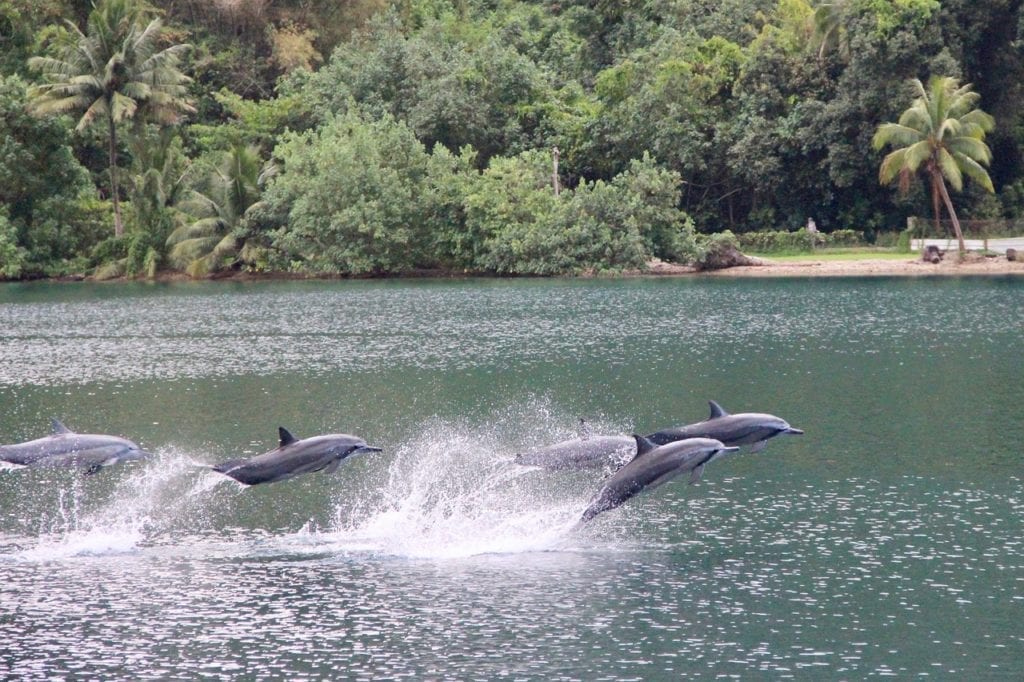 Tahiti dolphins